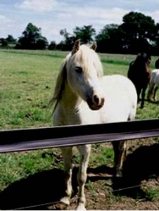 horse-fencing-brown-field