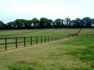white and brown horse fence